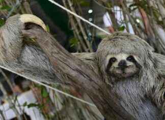 Beware of ‘Sloth Fever’: Symptoms, Risks, and Treatment for Europeans news-17082024-120604