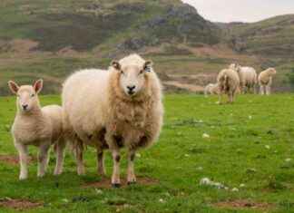 How Bluetongue is Affecting UK Sheep: Understanding the Risks for Lamb Consumption news-29082024-125834