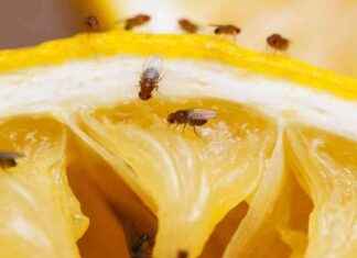 Eliminate Fruit Flies for Good with One Simple Ingredient news-04092024-012226