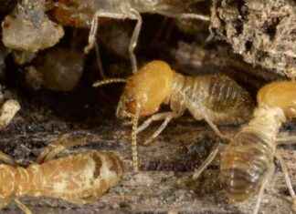 Exploding Termites: Deadly ‘Rucksacks’ of Poisonous Crystals news-14092024-015636
