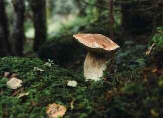 Robotic Body Enables Mushroom to Crawl: A Fascinating Experiment news-16092024-121015