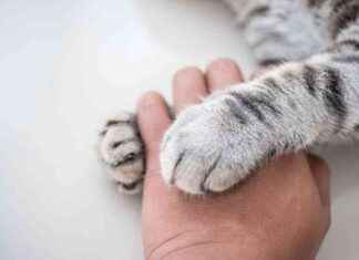 Cats Grieve for Dogs: New Study Unveils Surprising Findings news-18092024-053519