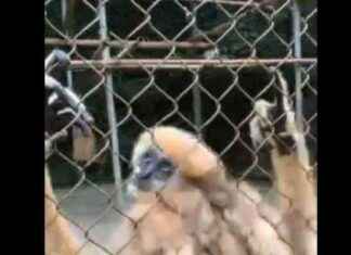 Gibbons Display Human-like Dance Moves in New Study news-18092024-214149