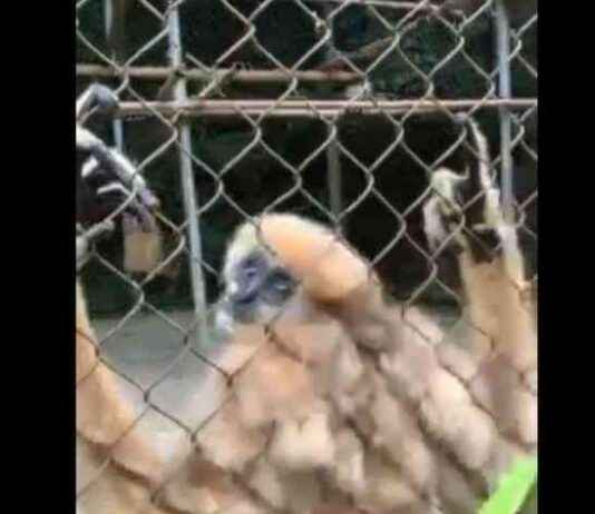 Gibbons Display Human-like Dance Moves in New Study news-18092024-214149