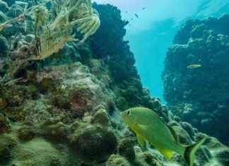 Earth’s Oceans Near Critical Acidification Levels: Threat to Marine Life news-25092024-010336