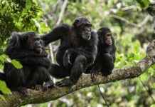 Chimpanzees Amaze with Human-Like Speech in Viral Videos news-28092024-161953