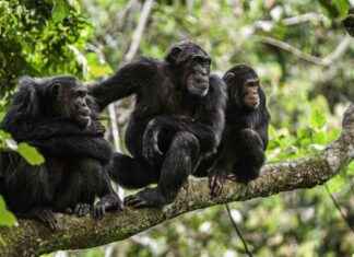 Chimpanzees Amaze with Human-Like Speech in Viral Videos news-28092024-161953