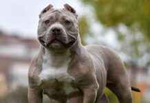 Apology from Lancashire Police for XL Bully put down due to ‘admin error’ news-05102024-095324