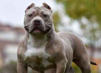 Apology from Lancashire Police for XL Bully put down due to ‘admin error’ news-05102024-095324