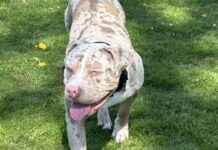 Lancashire Police Put Down XL Bully Owner by Mistake: Dog Awaiting Return Call news-05102024-215937