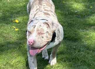 Lancashire Police Put Down XL Bully Owner by Mistake: Dog Awaiting Return Call news-05102024-215937