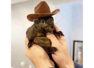 Controversy Over Euthanized Squirrel and Illegal Immigration Control in NY news-02112024-065052