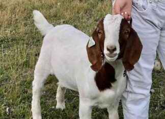 California Deputies Seize and Barbecue Pet Goat Before Peanut The Squirrel; 9-Year-Old Owner Wins $300K Lawsuit news-04112024-024016