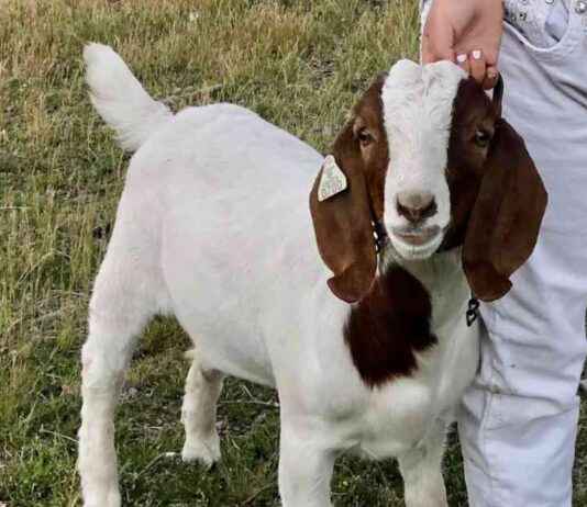 California Deputies Seize and Barbecue Pet Goat Before Peanut The Squirrel; 9-Year-Old Owner Wins $300K Lawsuit news-04112024-024016