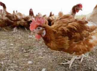 Avian Influenza Outbreak in Yorkshire Prompts Poultry Cull news-06112024-042100
