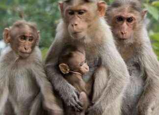 43 Monkeys Escape South Carolina Lab: From Experimentation to Freedom news-08112024-041933