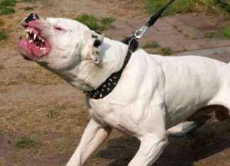 South Yorkshire Police Issue Warning for Spike in Dangerous Dog Reports news-17112024-124318