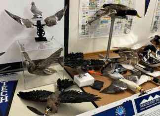 Transforming Dead Birds Into Drones: Innovative US Wildlife Research news-19112024-185821