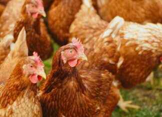 Can Eating Eggs or Chicken Give You Bird Flu? can-eating-eggs-or-chicken-give-you-bird-flu