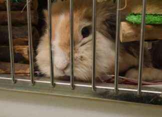 RSPCA Warns of Soaring Animal Neglect and Abandonment, Especially During Christmas rspca-warns-of-soaring-animal-neglect-and-abandonment-especially-during-christmas