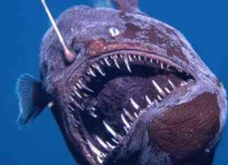 Rare Anglerfish Surfaces at Unprecedented Heights rare-anglerfish-surfaces-at-unprecedented-heights