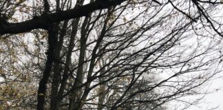 London Fog Cookies: Discover The Secret To Irresistible Flavour