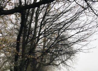 London Fog Cookies: Discover The Secret To Irresistible Flavour