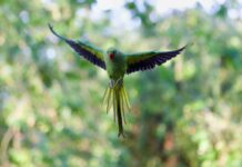 Fly London Sandals: Discover Styles That Elevate Your Summer Wardrobe