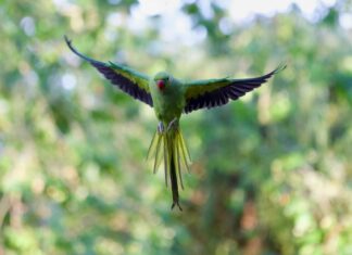 London Blue Topaz Ring: Discover Its Stunning Beauty and Meaning