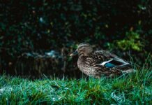 Xavier Worthy Or Drake London: Who Dominated Week Two Action?