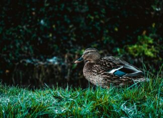 Xavier Worthy Or Drake London: Who Dominated Week Two Action?