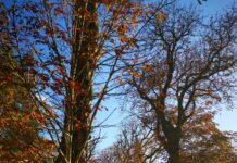 Air Fry London Broil: Discover The Secret To Juicy Perfection