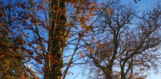 Air Fry London Broil: Discover The Secret To Juicy Perfection