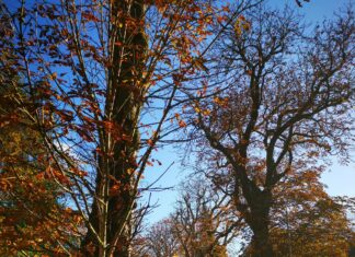 Air Fry London Broil: Discover The Secret To Juicy Perfection