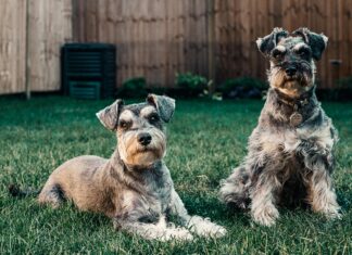 London Dunderhead: What Secrets Lie Behind This Intriguing Tale?