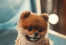 Pom Pom London Bag: Discover The Must-Have Accessory This Season