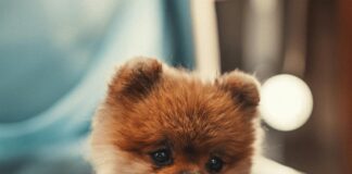 Pom Pom London Bag: Discover The Must-Have Accessory This Season