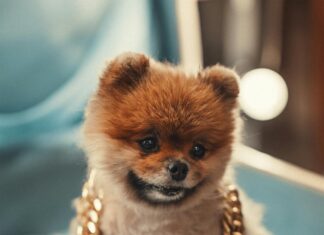 Pom Pom London Bag: Discover The Must-Have Accessory This Season