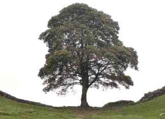 Trial Footage Shows Alleged Felling of Sycamore Gap Tree trial-footage-shows-alleged-felling-of-sycamore-gap-tree
