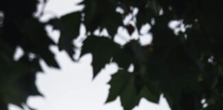 Jack London Wolf House: Discover The Mystique Behind This Iconic Site