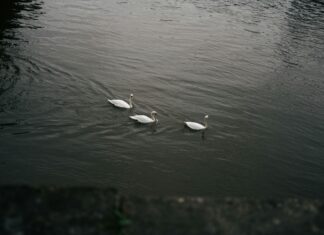 Jaded London Swim: Discover The Ultimate Swimwear Revolution