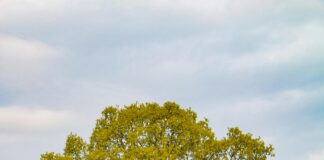 Golders Green London NW11: Discover Hidden Gems and Local Secrets