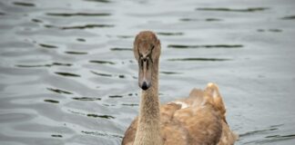 Jack London Aquatic Center Oakland CA: Discover The Ultimate Swim Experience