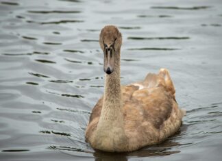 Jack London Aquatic Center Oakland CA: Discover The Ultimate Swim Experience