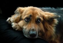 London Funeral Home Lewisburg TN: Discover Compassionate Care
