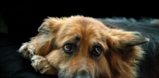 London Funeral Home Lewisburg TN: Discover Compassionate Care