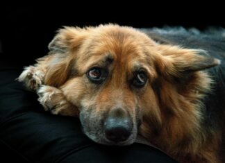 London Funeral Home Lewisburg TN: Discover Compassionate Care