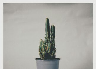 Instant Pot London Broil: Discover The Secret To Tender Perfection