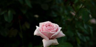 Queen Mary’s Rose Gardens London: Discover Hidden Floral Treasures