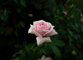 Queen Mary’s Rose Gardens London: Discover Hidden Floral Treasures